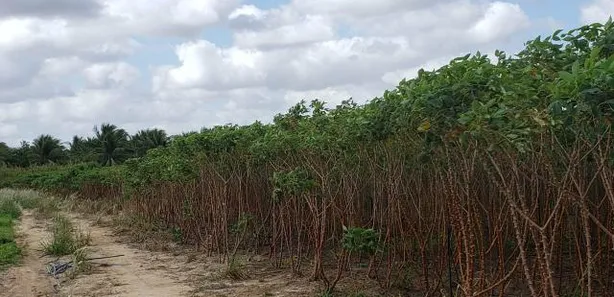 Fazenda / Sítio / Chácara com 4 Quartos à venda, 84000m² no , Vera Cruz