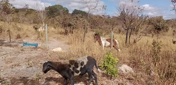 Fazenda / Sítio / Chácara à venda, 20000m² no Arapoanga, Brasília