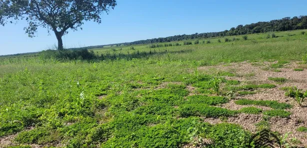 Terreno / Lote / Condomínio à venda, 206m² no , Lagoa da Confusão