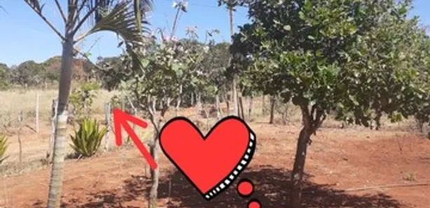 Fazenda / Sítio / Chácara à venda, 5000m² no Brazlândia, Brasília