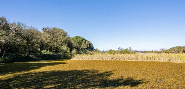 Fazenda / Sítio / Chácara à venda, 97075m² no Weissópolis, Pinhais