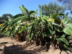 Fazenda / Sítio / Chácara com 3 Quartos à venda, 1530m² no Pavão-Canguera, São Roque - Foto 14