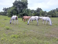 Fazenda / Sítio / Chácara à venda no Zona Rural, Poconé - Foto 2