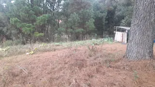 Fazenda / Sítio / Chácara com 3 Quartos à venda, 5500m² no Campina do Taquaral, São José dos Pinhais - Foto 11