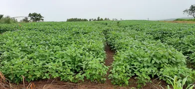 Fazenda / Sítio / Chácara à venda, 115000m² no Paranoá, Brasília - Foto 39