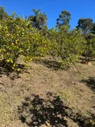 Fazenda / Sítio / Chácara com 3 Quartos à venda, 4000m² no Zona Rural, Itatiaiuçu - Foto 20