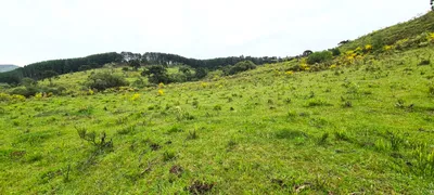 Fazenda / Sítio / Chácara à venda, 150000m² no Centro, São Joaquim - Foto 31