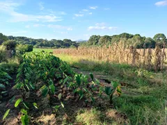 Fazenda / Sítio / Chácara com 1 Quarto à venda, 6650m² no Colônia Malhada, São José dos Pinhais - Foto 5