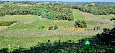 Fazenda / Sítio / Chácara à venda, 95000m² no Zona Rural, Monte Belo do Sul - Foto 12