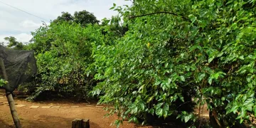 Fazenda / Sítio / Chácara com 3 Quartos à venda, 400m² no Crisolia, Ouro Fino - Foto 9