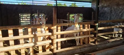 Fazenda / Sítio / Chácara com 2 Quartos à venda, 90000m² no Area Rural do Paranoa, Brasília - Foto 98