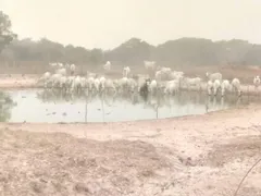 Fazenda / Sítio / Chácara à venda no Zona Rural, Poconé - Foto 12