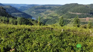 Fazenda / Sítio / Chácara à venda, 120000m² no Zona Rural, Monte Belo do Sul - Foto 18