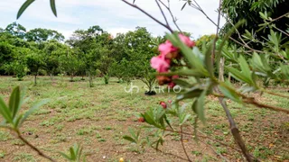 Fazenda / Sítio / Chácara com 3 Quartos à venda, 150m² no Zona Rural, Anápolis - Foto 3