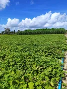 Fazenda / Sítio / Chácara com 3 Quartos à venda, 14400m² no Zona Rural, Monte Alegre - Foto 31