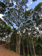 Fazenda / Sítio / Chácara à venda, 20000m² no Saltinho, Campo Alegre - Foto 13