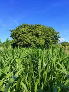 Fazenda / Sítio / Chácara com 4 Quartos à venda, 130m² no Zona Rural, São José de Mipibu - Foto 6