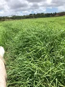 Fazenda / Sítio / Chácara com 3 Quartos à venda, 30000m² no Centro, Ceará Mirim - Foto 9