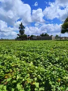 Fazenda / Sítio / Chácara com 3 Quartos à venda, 14400m² no Zona Rural, Monte Alegre - Foto 13