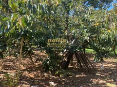 Fazenda / Sítio / Chácara com 4 Quartos à venda, 230m² no MOMBUCA, Itatiba - Foto 38
