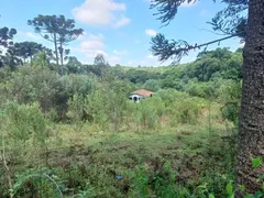 Fazenda / Sítio / Chácara com 1 Quarto à venda, 5000m² no Campo Largo da Roseira, São José dos Pinhais - Foto 5