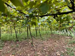 Terreno / Lote / Condomínio à venda no Centro, Monte Belo do Sul - Foto 9