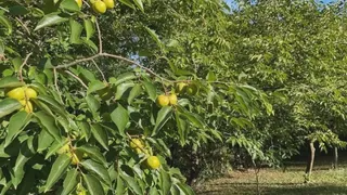 Fazenda / Sítio / Chácara com 3 Quartos à venda, 10m² no Centro, Taquara - Foto 35