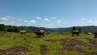 Fazenda / Sítio / Chácara à venda, 620000m² no Mato Queimado, Gramado - Foto 4