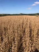 Fazenda / Sítio / Chácara com 4 Quartos à venda, 1200m² no Zona Rural, Sapopema - Foto 3