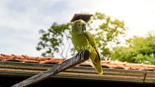 Fazenda / Sítio / Chácara com 3 Quartos à venda, 150m² no Zona Rural, Anápolis - Foto 15