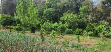 Fazenda / Sítio / Chácara com 3 Quartos à venda, 17000m² no Campestre dos Paulas, Mandirituba - Foto 6