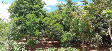 Fazenda / Sítio / Chácara com 3 Quartos à venda, 4500m² no Area Rural do Paranoa, Brasília - Foto 28