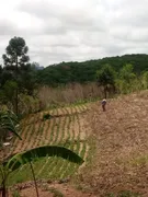 Fazenda / Sítio / Chácara com 2 Quartos à venda, 6051m² no Areia Branca dos Assis, Mandirituba - Foto 3