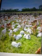 Fazenda / Sítio / Chácara à venda no Centro, Goianá - Foto 4