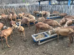 Fazenda / Sítio / Chácara com 1 Quarto à venda, 600m² no , Caninde - Foto 3