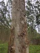 Fazenda / Sítio / Chácara com 1 Quarto à venda, 1m² no Area Rural de Capao Bonito, Capão Bonito - Foto 6