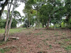 Fazenda / Sítio / Chácara à venda, 100m² no Rancho Alegre, Campina Grande do Sul - Foto 19