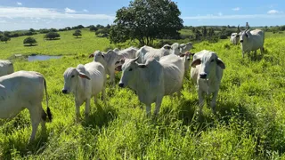 Fazenda / Sítio / Chácara com 3 Quartos à venda, 21600m² no Zona Rural, Monte Alegre - Foto 10