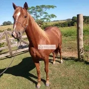 Fazenda / Sítio / Chácara com 3 Quartos à venda, 60000m² no São Vicente de Paula, Araruama - Foto 11