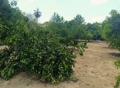 Fazenda / Sítio / Chácara com 2 Quartos à venda, 33m² no Zona Rural, Colinas do Sul - Foto 13