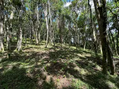 Fazenda / Sítio / Chácara à venda, 20000m² no Saltinho, Campo Alegre - Foto 8