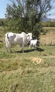 Fazenda / Sítio / Chácara com 2 Quartos à venda, 75m² no Zona Rural, Lambari - Foto 19