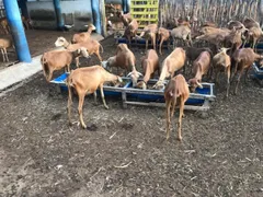 Fazenda / Sítio / Chácara com 1 Quarto à venda, 600m² no , Caninde - Foto 4