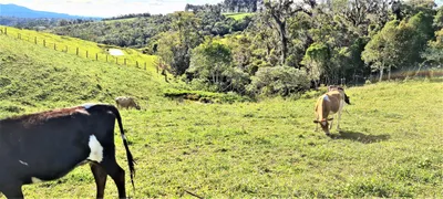 Fazenda / Sítio / Chácara com 3 Quartos à venda, 50000m² no Costão do Frade, Bom Retiro - Foto 29