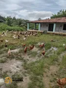 Fazenda / Sítio / Chácara com 2 Quartos à venda, 22000m² no Genipabú, Caucaia - Foto 2