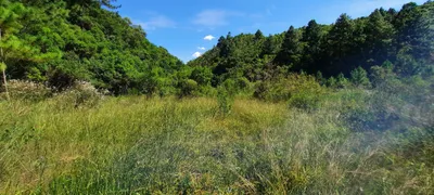 Fazenda / Sítio / Chácara à venda, 530000m² no , Anitápolis - Foto 29