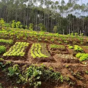 Fazenda / Sítio / Chácara com 4 Quartos à venda, 185000m² no Zona Rural, Marechal Floriano - Foto 39