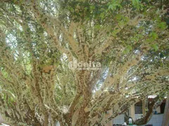 Fazenda / Sítio / Chácara com 3 Quartos à venda, 300m² no Panorama, Uberlândia - Foto 4