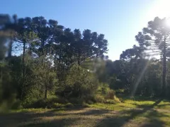 Fazenda / Sítio / Chácara com 4 Quartos à venda, 38800m² no , Porto Amazonas - Foto 9