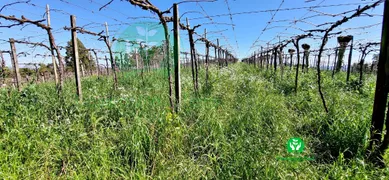 Fazenda / Sítio / Chácara à venda, 95000m² no Zona Rural, Monte Belo do Sul - Foto 11